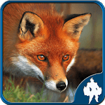 Fox Jigsaw Puzzles icon
