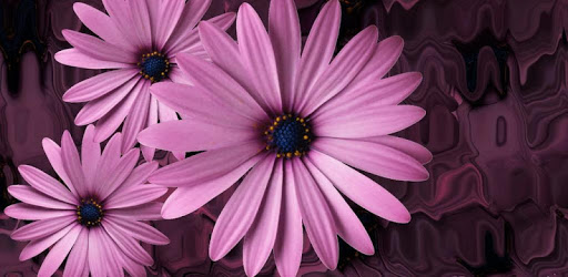 Beautiful flowers on violet pc screenshot Beautiful flowers on violet pc screenshot