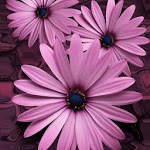 Beautiful flowers on violet icon