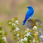 3D Bird Ringtones & Sounds icon