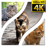 Wallpapers Cat 4K UHD icon