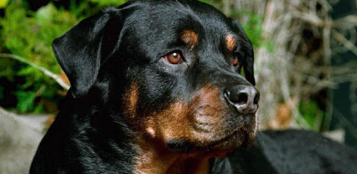 Rottweiler New HD Wallpapers pc screenshot