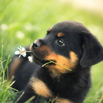 Rottweiler New HD Wallpapers icon