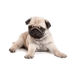 Dog screen cleaner icon