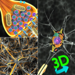 3D Biology + for pc icon