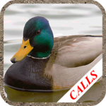 Duck calls icon