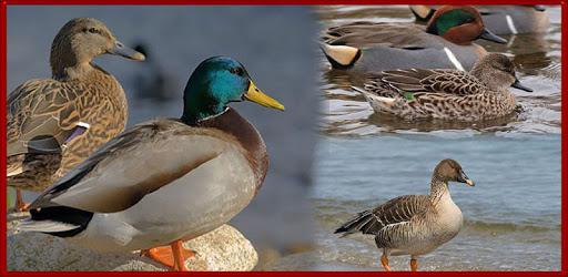 Goose calls pc screenshot