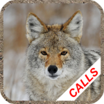 Coyote calls icon
