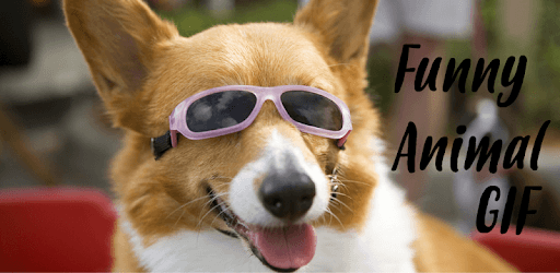 Funny Animal Gif pc screenshot Funny Animal Gif pc screenshot