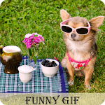 Funny Animal Gif icon