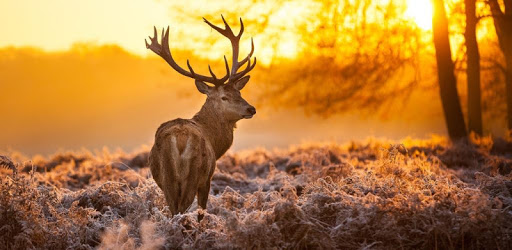 Deers Video Live Wallpaper pc screenshot Deers Video Live Wallpaper pc screenshot