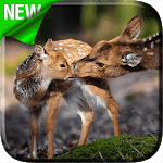 Deers Video Live Wallpaper icon