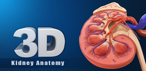 Kidney Anatomy pc screenshot Kidney Anatomy pc screenshot