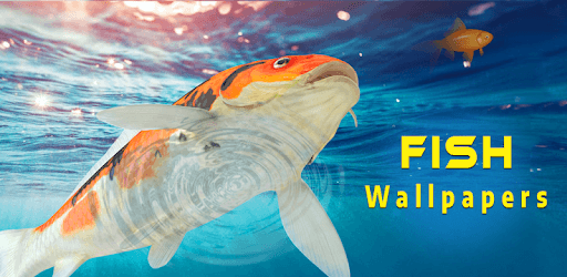 Fish 3D Live Wallpaper 2018 - Koi Wallpaper pc screenshot Fish 3D Live Wallpaper 2018 - Koi Wallpaper pc screenshot