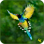 Animal & Birds Wallpaper (4k) icon