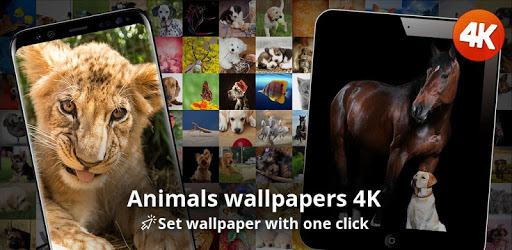 Animals wallpapers 4K pc screenshot Animals wallpapers 4K pc screenshot