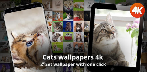 Cats wallpapers 4k pc screenshot Cats wallpapers 4k pc screenshot