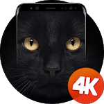 Cats wallpapers 4k icon