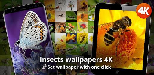 Insects wallpapers 4K for PC - How to Install on Windows PC, Mac