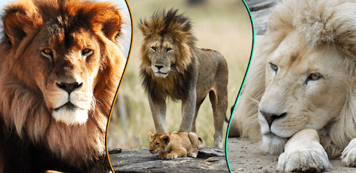 Wallpapers Lion 4K UHD pc screenshot