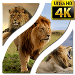 Wallpapers Lion 4K UHD icon