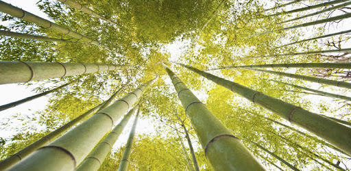 Bamboo live Wallpapers pc screenshot Bamboo live Wallpapers pc screenshot