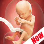 Weeks Pregnant icon