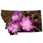 Montana Wildflowers icon