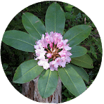 Washington Wildflower Search icon