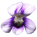 Wisconsin Wildflowers icon