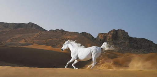 500 Amazing Horse Pictures HD pc screenshot 500 Amazing Horse Pictures HD pc screenshot