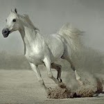 500 Amazing Horse Pictures HD icon