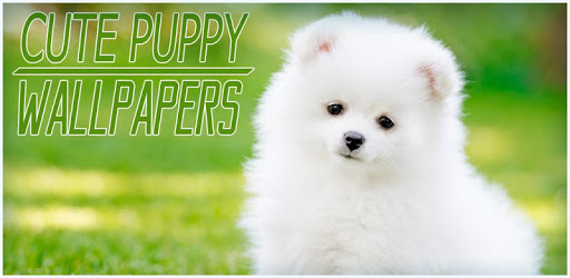 Cute Puppy Wallpapers pc screenshot Cute Puppy Wallpapers pc screenshot