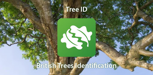 Tree ID - British trees pc screenshot Tree ID - British trees pc screenshot