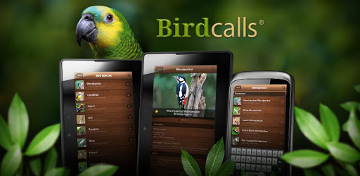 Bird Sounds, Calls, Songs & Ringtones pc screenshot Bird Sounds, Calls, Songs & Ringtones pc screenshot