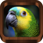 Bird Sounds, Calls, Songs & Ringtones icon