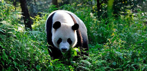 Panda Bear live wallpaper pc screenshot