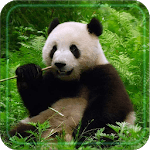 Panda Bear live wallpaper for pc icon