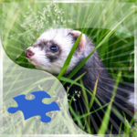 Ferrets Jigsaw Puzzles icon