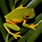 Frogs Jigsaw Puzzles icon