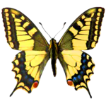 Atlas of Czech Butterflies icon