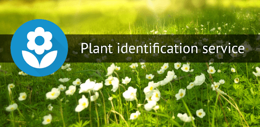 FlowerChecker, plant identify pc screenshot FlowerChecker, plant identify pc screenshot