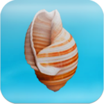Cheeky Conch Shell (Oracle) icon