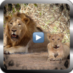 Wild animals documentaries icon
