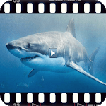Animal documentaries. Wild Fauna icon