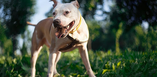 Pitbull Dogs pc screenshot Pitbull Dogs pc screenshot