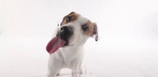 Dog Licks Screen Wallpaper pc screenshot Dog Licks Screen Wallpaper pc screenshot