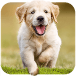 Dog Wallpapaers & Puppy Backgrounds icon