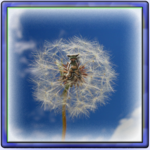 I wish... icon