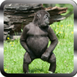New funny videos 🔝👍😀👌 icon
